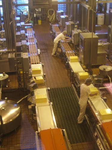 Big blocks of cheese (40 pounds or so?) being extruded into plastic bags.