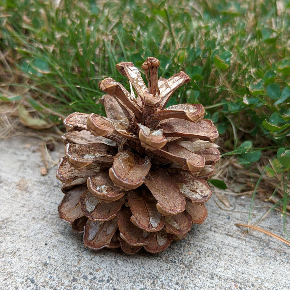 Pinecone