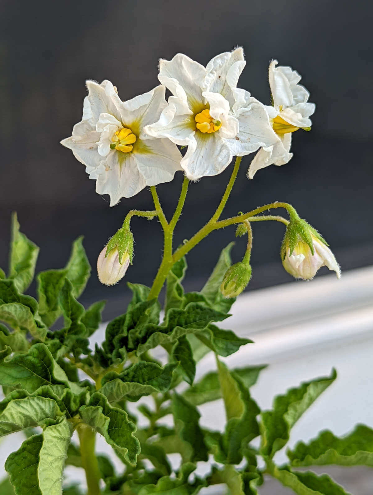 Potato blossoms