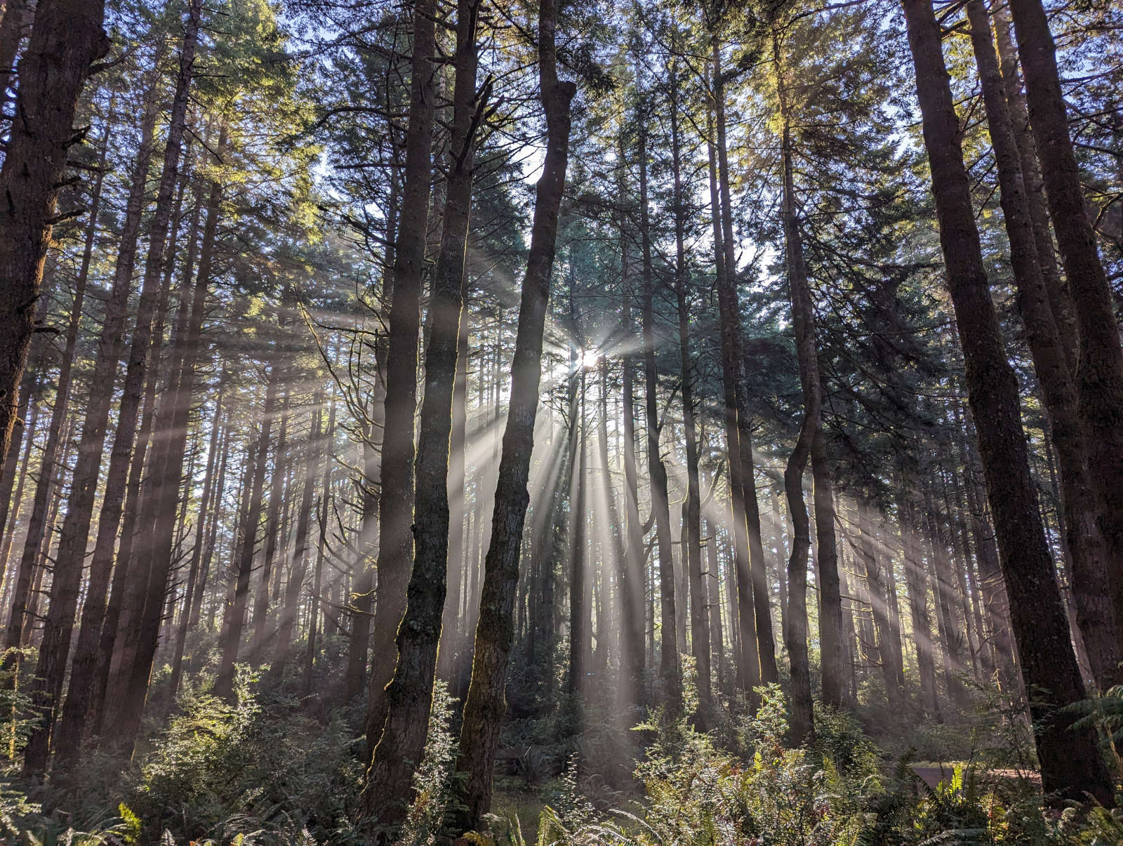 Sunbeams illuminating a coastal forest in Port Orford, Oregon